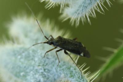 <i>Closterotomus fulvomaculatus</i>
