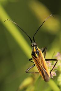 <i>Leptopterna dolabrata</i>