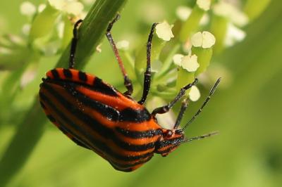 <i>Graphosoma italicum</i>