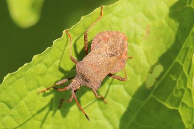 <i>Coreus marginatus</i>