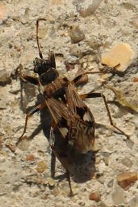 <i>Beosus maritimus</i>