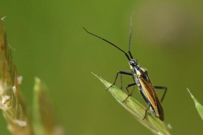 <i>Leptopterna dolabrata</i>