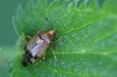 <i>Deraeocoris flavilinea</i>