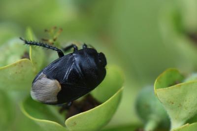 <i>Cydnus aterrimus</i>