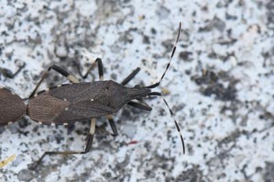 <i>Dicranocephalus agilis</i>