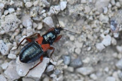 <i>Prostemma guttula</i>