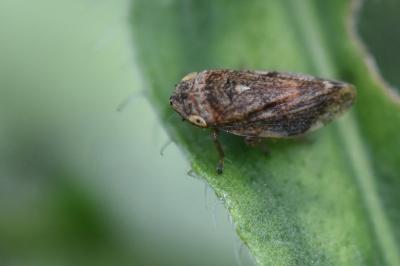 <i>Philaenus spumarius</i>