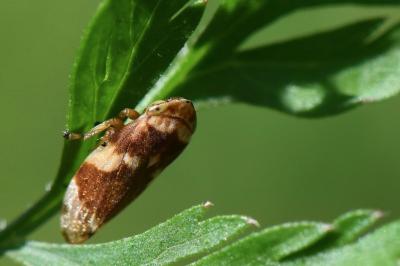 <i>Philaenus spumarius</i>