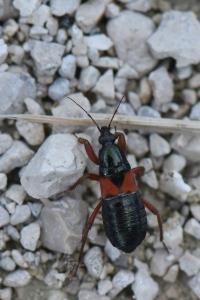 <i>Prostemma guttula</i>