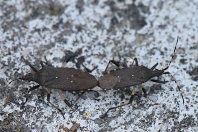 <i>Dicranocephalus agilis</i>