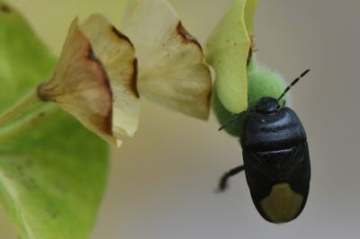 <i>Cydnus aterrimus</i>