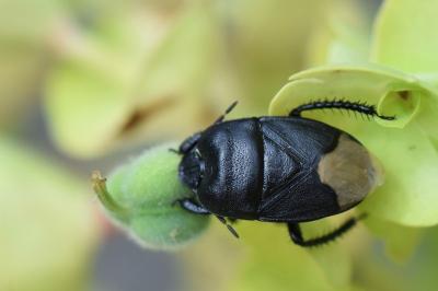 <i>Cydnus aterrimus</i>