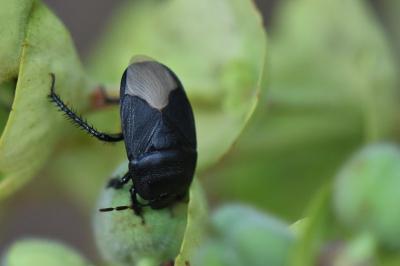 <i>Cydnus aterrimus</i>