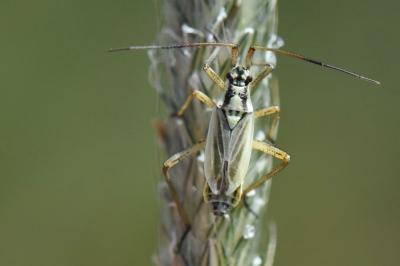 <i>Leptopterna dolabrata</i>