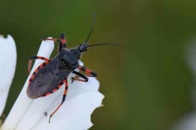 <i>Rhynocoris annulatus</i>