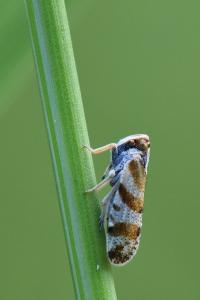 <i>Tachycixius venustulus</i>