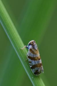<i>Tachycixius venustulus</i>