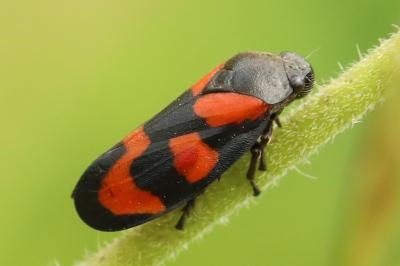<i>Cercopis vulnerata</i>