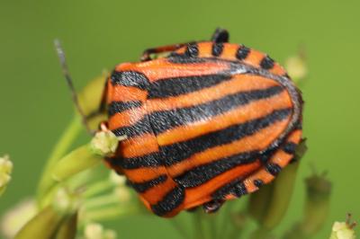 <i>Graphosoma italicum</i>