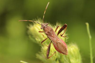 <i>Camptopus lateralis</i>