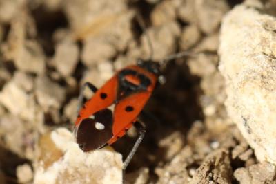 <i>Melanocoryphus albomaculatus</i>