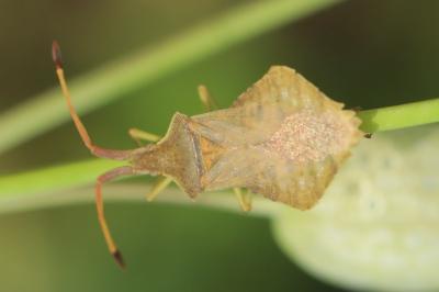 <i>Syromastus rhombeus</i>