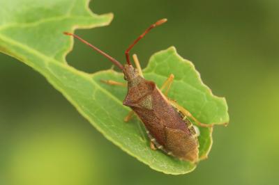 <i>Gonocerus acuteangulatus</i>