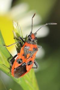 <i>Corizus hyoscyami</i>