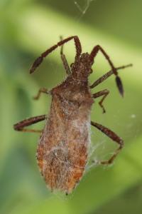 <i>Coriomeris denticulatus</i>