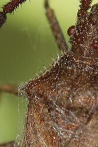 <i>Coriomeris denticulatus</i>