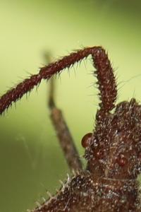 <i>Coriomeris denticulatus</i>