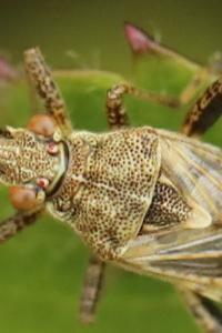 <i>Stictopleurus punctatonervosus</i>