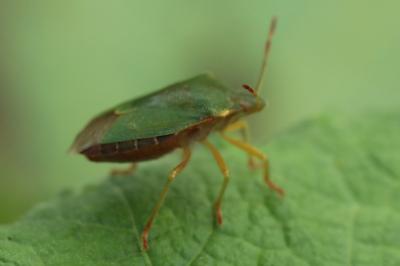 <i>Palomena prasina</i>