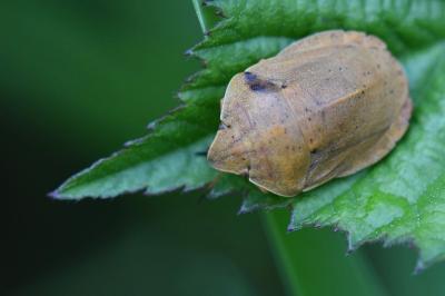 <i>Eurygaster austriaca</i>