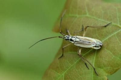 <i>Leptopterna dolabrata</i>