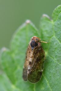 <i>Tachycixius pilosus</i>