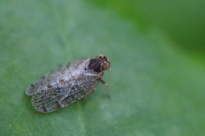 <i>Tachycixius pilosus</i>