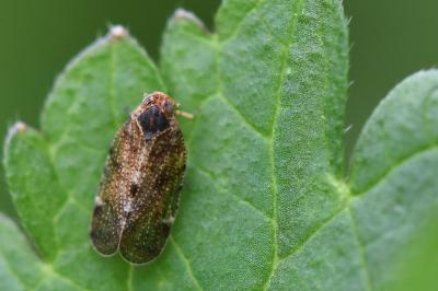 <i>Tachycixius pilosus</i>