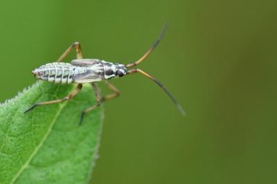 <i>Leptopterna dolabrata</i>