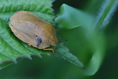 <i>Eurygaster austriaca</i>
