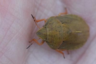 <i>Eurygaster austriaca</i>
