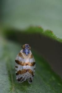 <i>Tachycixius venustulus</i>