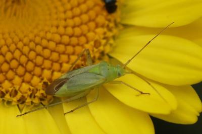 <i>Closterotomus norwegicus</i>