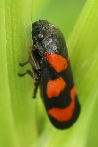 <i>Cercopis vulnerata</i>
