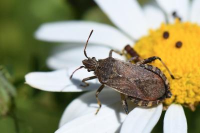 <i>Ceraleptus gracilicornis</i>