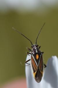 <i>Horistus orientalis</i>