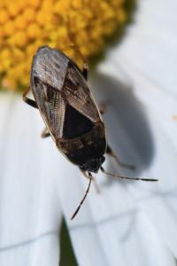 <i>Trapezonotus ullrichi</i>