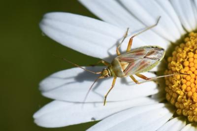 <i>Calocoris roseomaculatus</i>