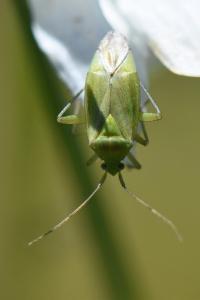 <i>Closterotomus norwegicus</i>
