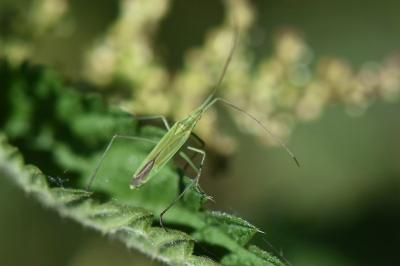 <i>Megaloceroea recticornis</i>